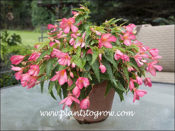 Once this plant started blooming it bloomed continuously through the summer.